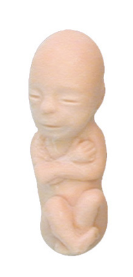 A 12-week-old fetus model
